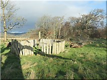 NX9255 : Sundial stockade, Mersehead plantation by Christine Johnstone