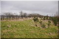 Woodland edge near Woodend