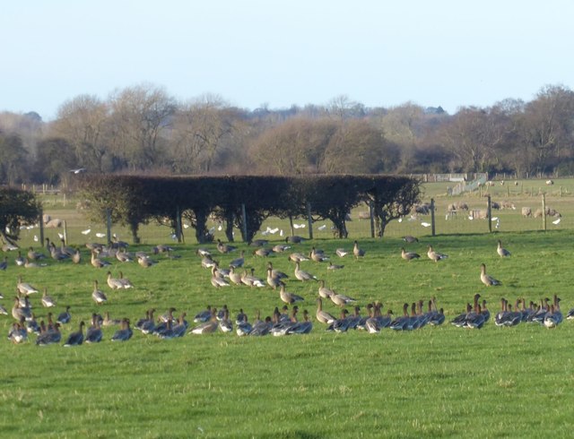 Geese, gulls and sheep in profusion