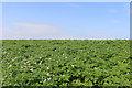 Field of flowering potatoes at Usan