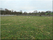 NX9666 : Sheep grazing in the walled abbey grounds by Christine Johnstone