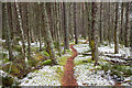 Perimeter path at west side of Schoolhouse Wood