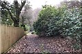 Rhododendrons on the common