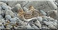 NG3136 : Dunlins - Ullinish Point, Skye by Ian Cunliffe