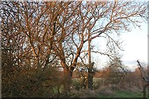 SP3520 : Trees by Charlbury Road by David Howard