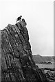 SM7707 : Scrambling on Raggle Rock, Marloes, 1954 - 2 by David M Murray-Rust
