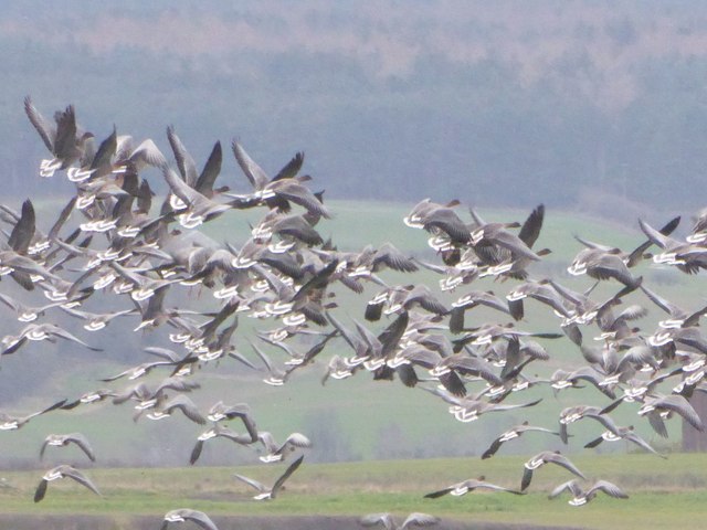 Pink-footed Geese lift off