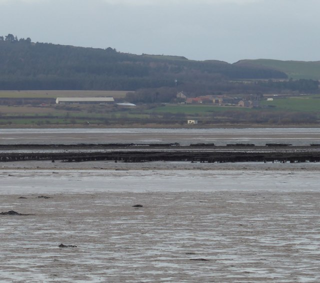 Lindisfarne oyster beds