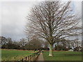 Path in Wollaton Park