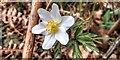 TQ4727 : Wood Anemone - Anemone nemorosa - Ashdown Forest, Sussex by Ian Cunliffe