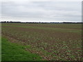 TA2820 : Flat field near Patrington Farm, Sunk Island by JThomas