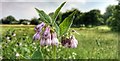 Russian Comfrey - Symthytum x uplandicum - Henfield, Sussex