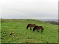 NZ3863 : Exmoor ponies on Cleadon Hills by Andrew Curtis