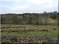 The valley of Southwick Burn