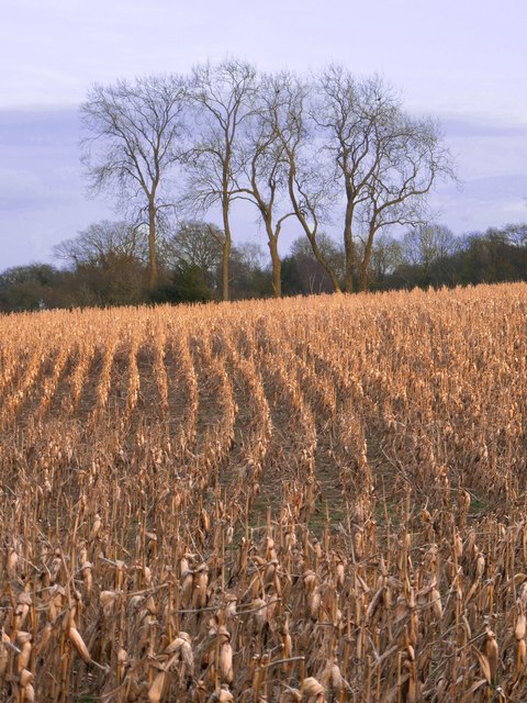 Standing maize crop north of Wotton church
