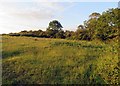 Field north of Bunny Lane