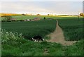 Footpath towards Burrough on the Hill