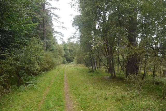 Potarch Wood © Richard Webb cc-by-sa/2.0 :: Geograph Britain and Ireland