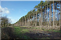 Tall Trees, Broadcommon Lane