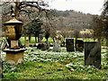 Snowdrops in Llantysilio churchyard (3)