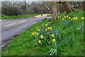 Roadside daffodils at Throop