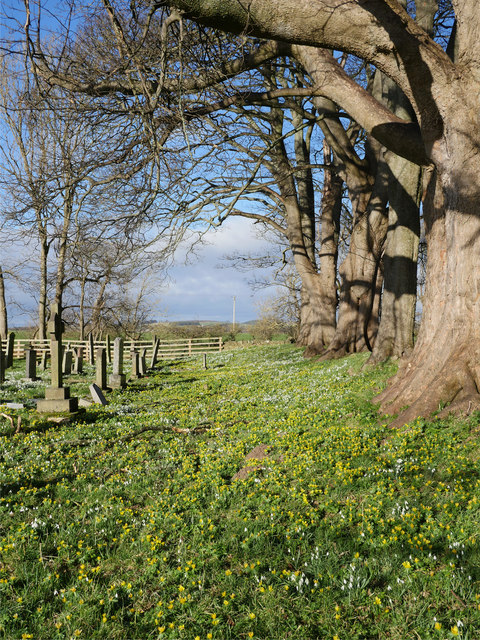 A line of trees in the churchyard of St Mary And St Michael, Doddington