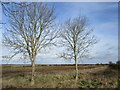 SK8319 : Roadside trees near Wymondham by Jonathan Thacker