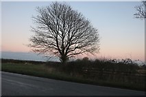 SP3023 : Tree by Burford Road by David Howard