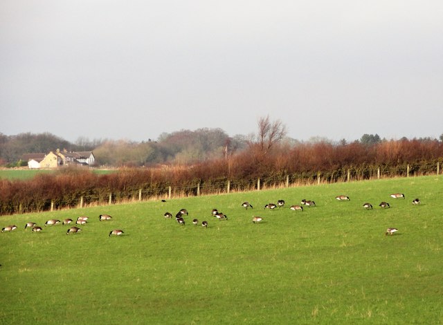 Geese at Rainton Meadows
