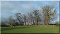 Woodland along Puddington Lane