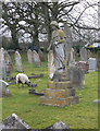 Angel in the churchyard, Codicote