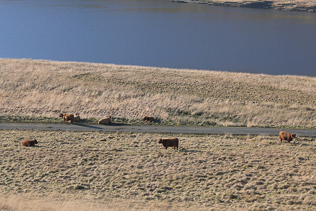 Highland cattle by Nant-y-moch reservoir