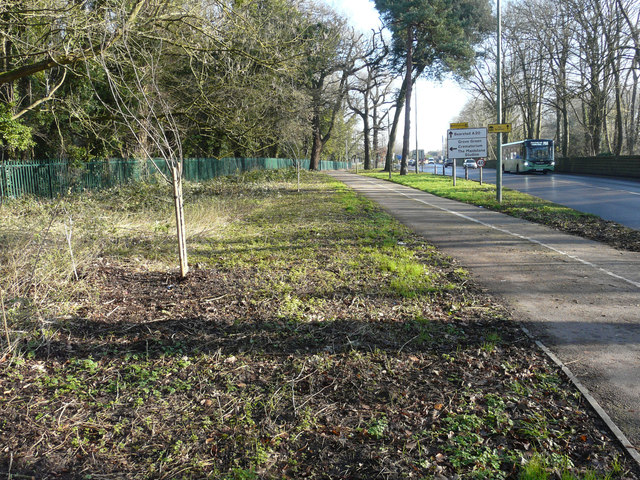 Recently planted trees, Ashford Road (A20)