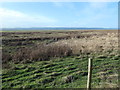 Salt marsh at Denhall, on the Dee estuary