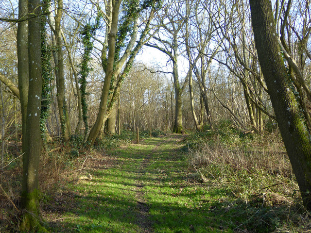 In Spong Wood © Robin Webster :: Geograph Britain and Ireland