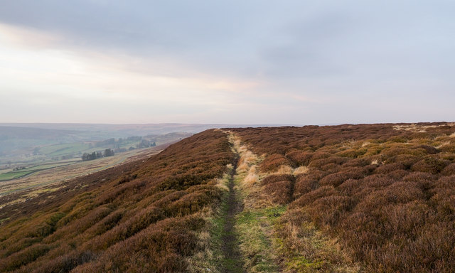 Narrow path through heather