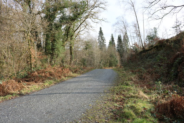 Forest Road to Daltamie House, Kirroughtree