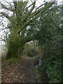 Bridleway and stream, near Two Oaks