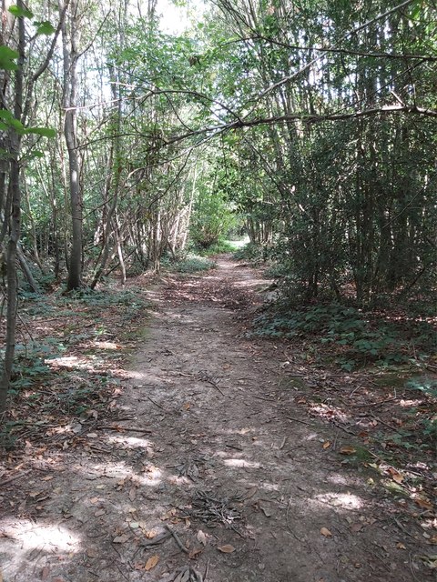 Footpath through the Woods