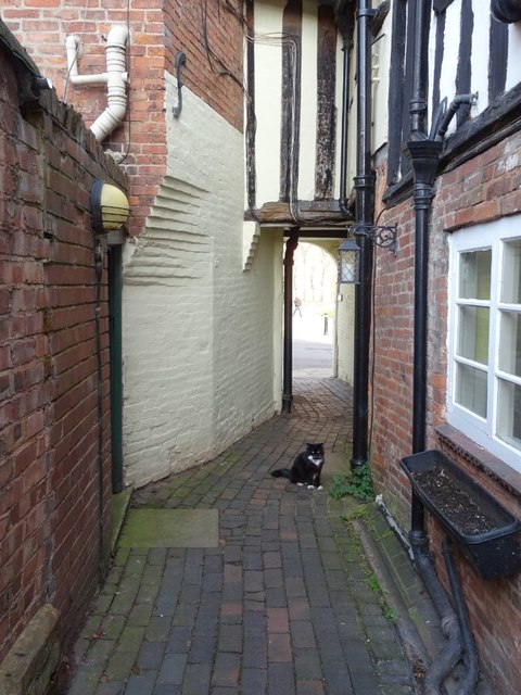 A cat in the passage © Philip Halling :: Geograph Britain and Ireland