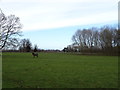 Grazing south of Kirkby Wharfe