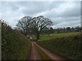 SS8807 : Trees on the edge of Cheriton Fitzpaine cricket ground by David Smith