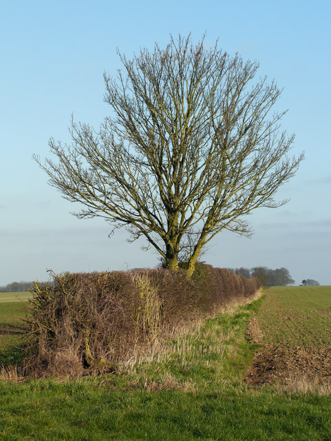 Tree in a Field Hedge