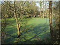 A pond near the school playing fields