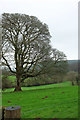 Tree in field, Dreason