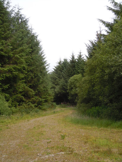 Track, South Brechfa Forest Llanllawddog