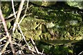 Benchmark on old wall at Dalginch