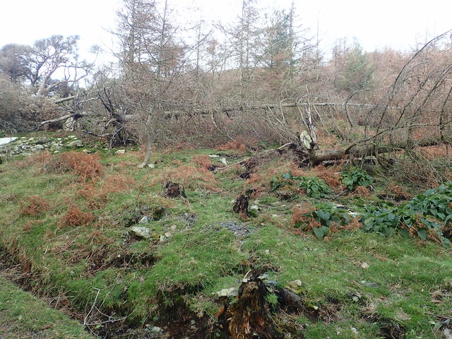 Fallen trees on Curraghard