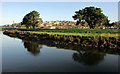 Between the trees, Wadebridge