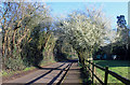 Blackthorn in Church Road